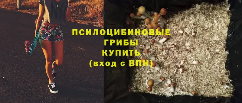 Галлюциногенные грибы Magic Shrooms  где купить наркоту  Гдов 