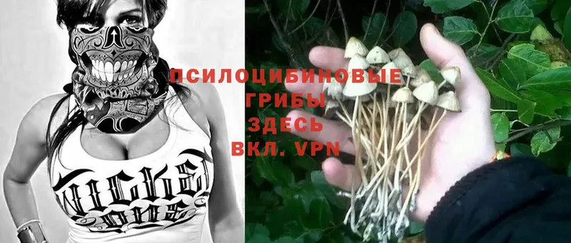 Псилоцибиновые грибы MAGIC MUSHROOMS Гдов